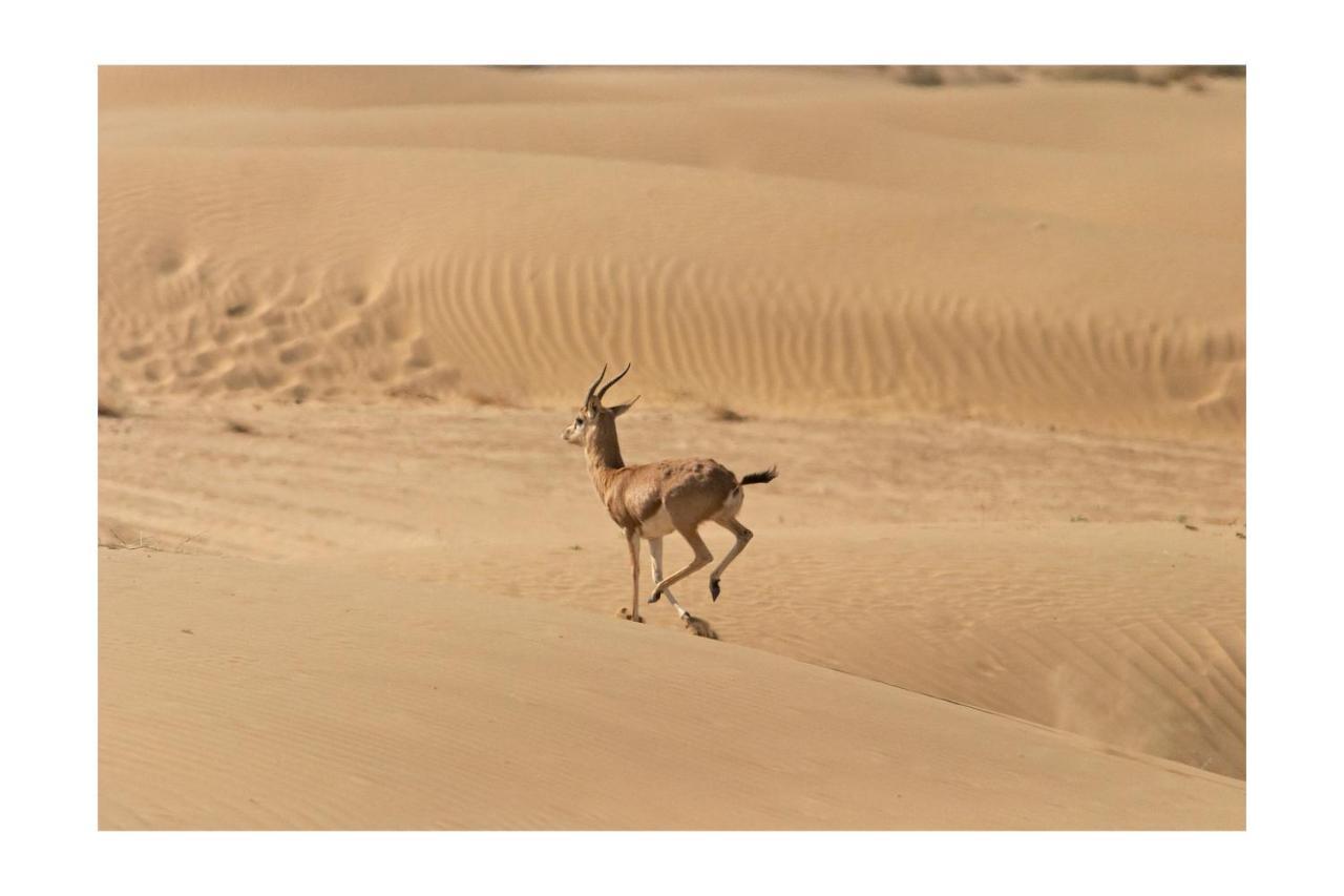 Manvar Resort & Desert Camp Dechu Zewnętrze zdjęcie